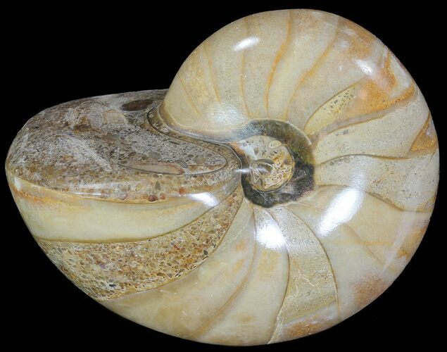 Polished Nautilus Fossil - Madagascar #67912